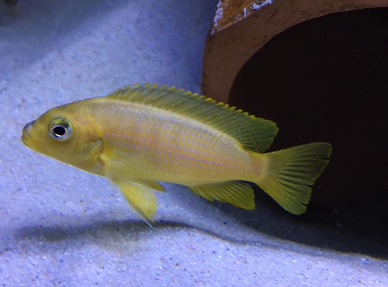 Maylandia flavifemina 'Maleri Island'